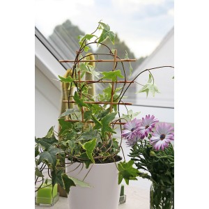 Beige Blumengitter (2 Stk.) mit Efeu in Topf, Rankhilfe für Zimmerpflanzen.