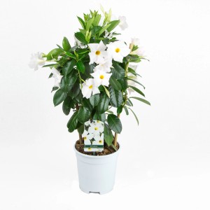 Dipladenie Sundevillea mit Rankhilfe im weißen Topf, ca. 40-50 cm hoch, weiße Blüten.