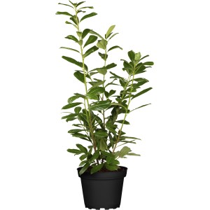 Kirschlorbeer "Novita" Set à 30 Stück Höhe ca. 60 - 80 cm Prunus laurocerasus