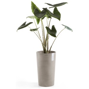 Ecopots Amsterdam Pflanztopf, halbhoch, braungrau, 50 cm, mit Pflanze.