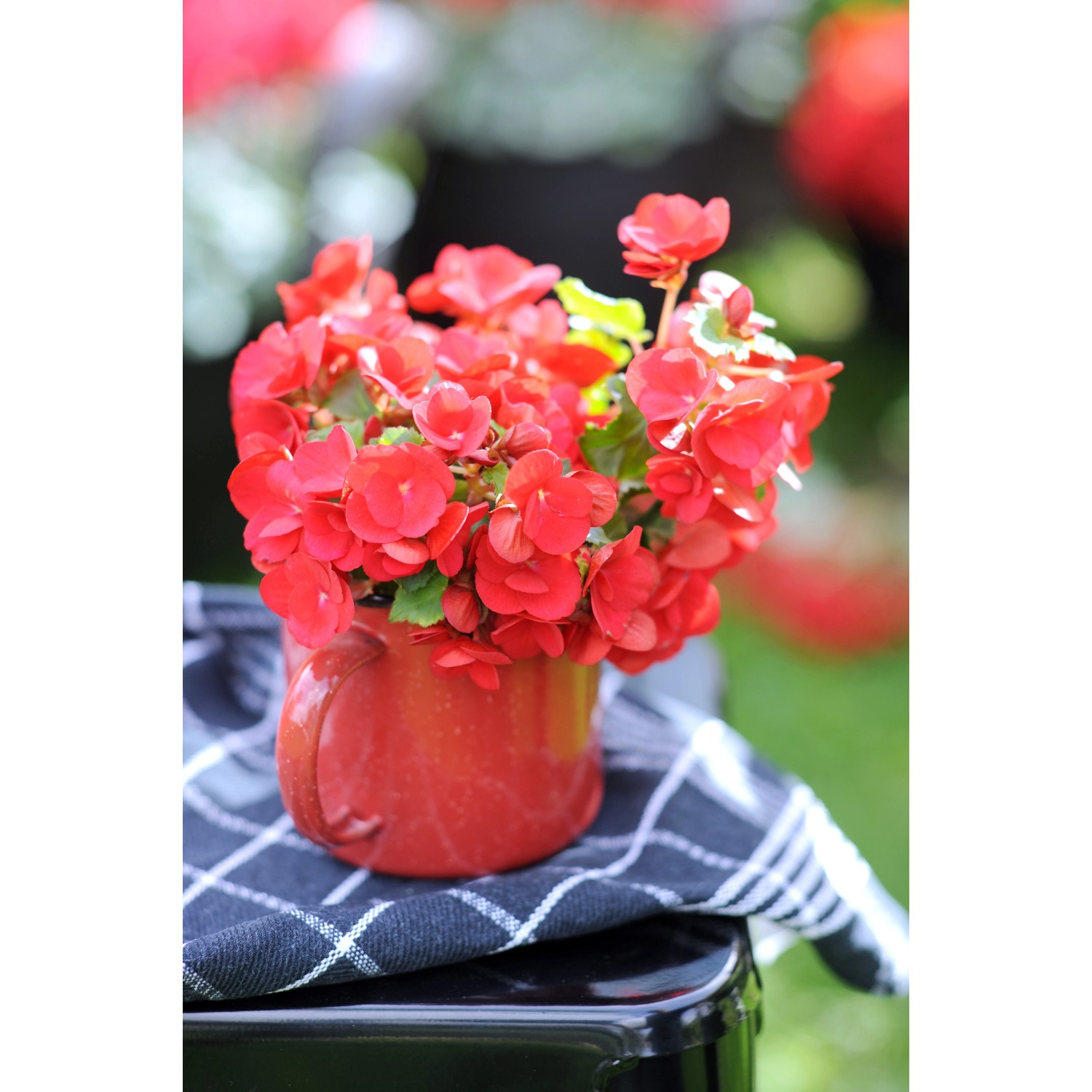 Begonien verschiedene Farben Höhe ca. 10 15 cm 10er Pack Begonia