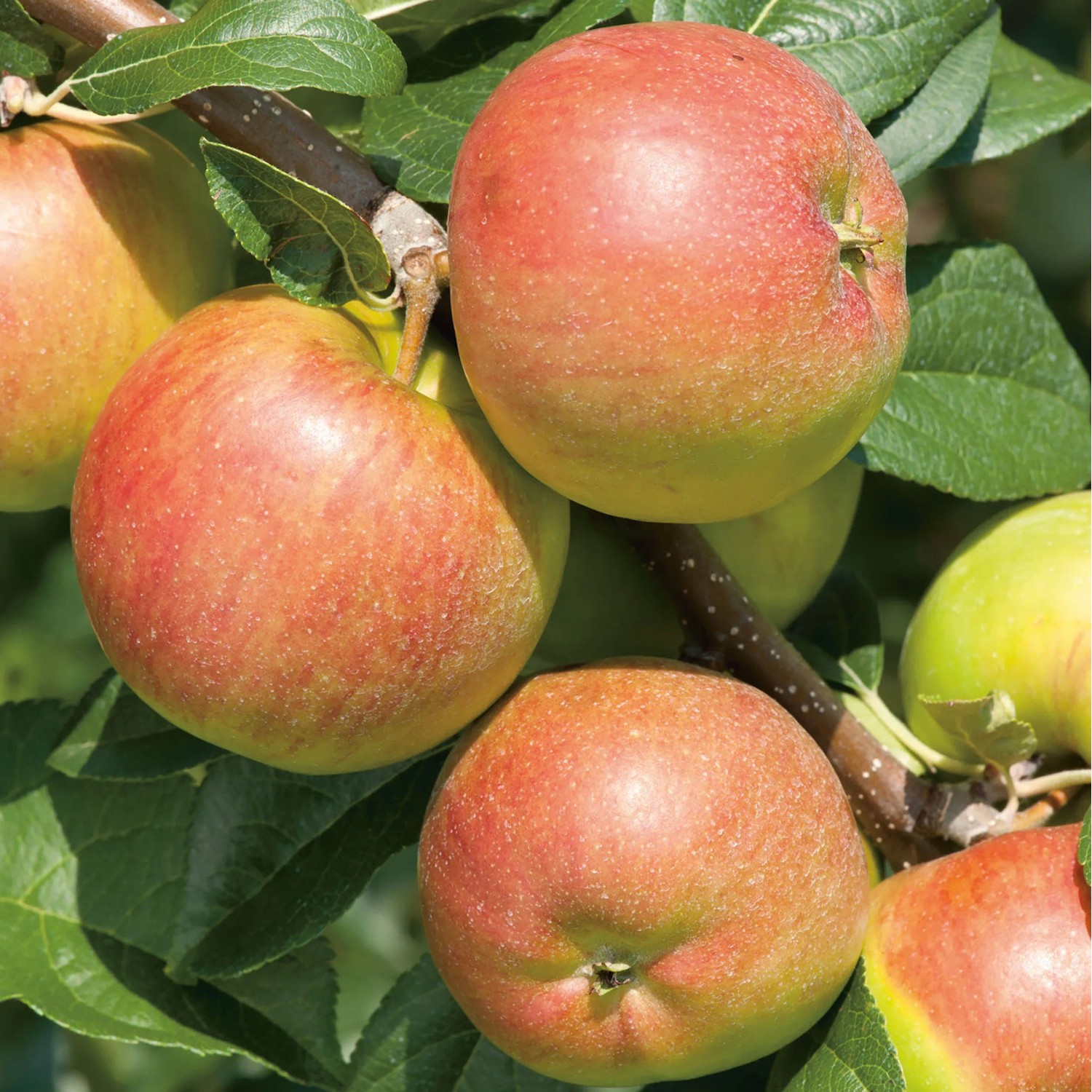 Orange-rote Äpfel der Sorte Topaz an einem Apfelbaum Zweig mit grünen Blättern.