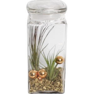 Tillandsien-Arrangement im Glas mit goldenen Akzenten, Topf-Ø ca. 19 cm.