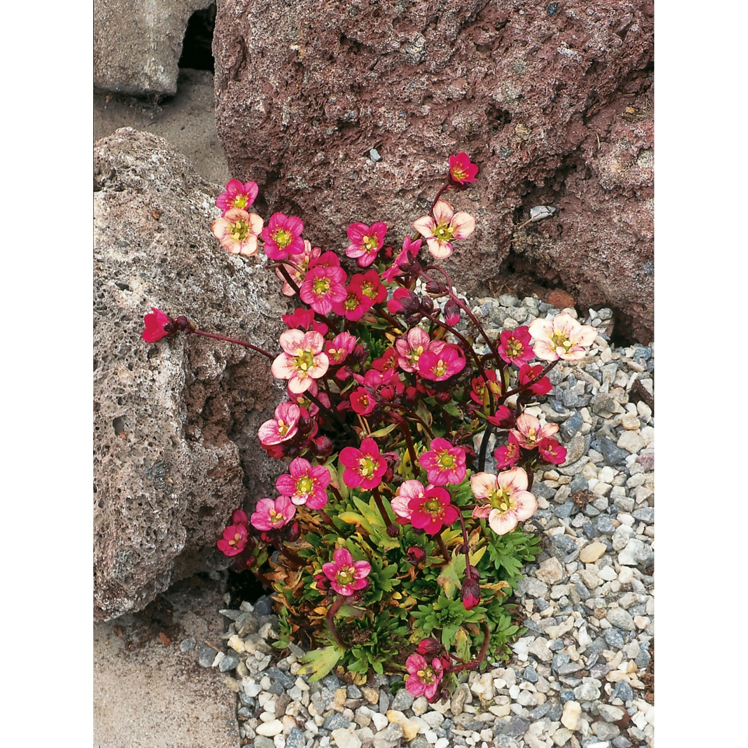 Moossteinbrech Rosenzwerg Rosa: Stauden mit rosafarbenen Blüten zwischen Steinen im Garten.