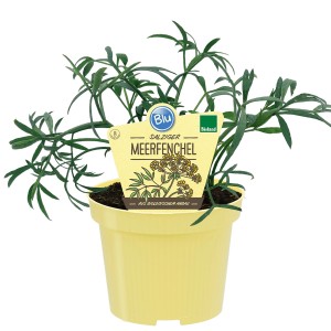 Blu Bio Meerfenchel im Topf, eine aromatische Blühpflanze für sonnige Standorte.