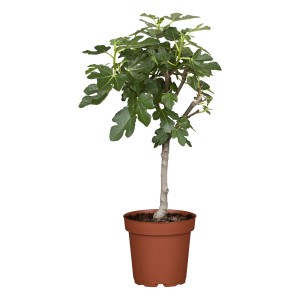 Feige Stämmchen im Topf, ca. 30-40 cm hoch. Ideal für Terrasse und Garten.