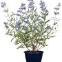 Blühende Bartblume 'Caryopteris clandonensis' im Topf, blau-violette Blüten und grüne Blätter.