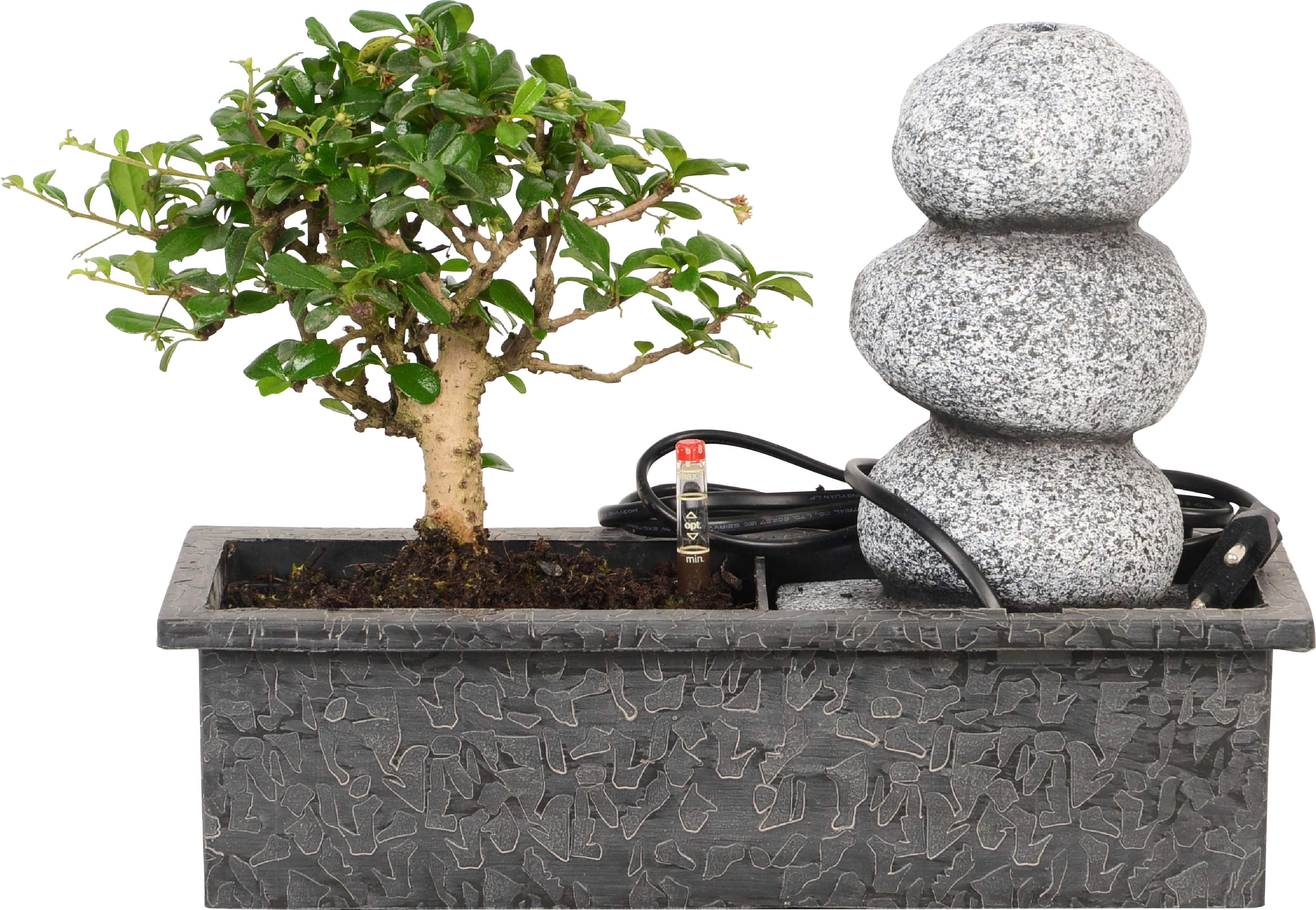 Wasserfall Arrangement mit Easycare Bonsai kaufen bei OBI