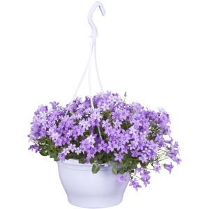 Hängende Glockenblume (Campanula poscharskyana) mit lila Blüten in weißem Topf.
