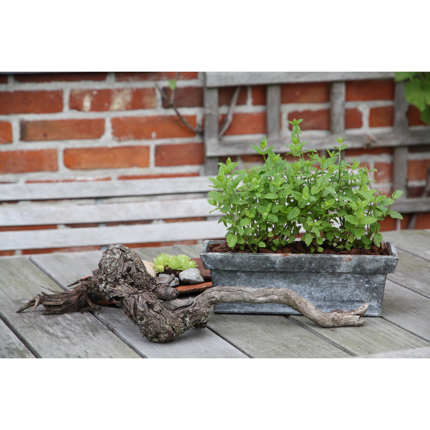 Blu Bio-Marokkanische Tee-Minze im Topf (Ø 12cm) auf Tisch mit Deko.