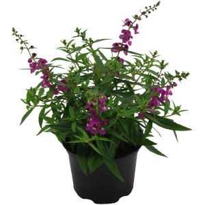 Engelsgesicht Angelonia im Topf, ca. 13cm Durchmesser, mit lila Blüten.