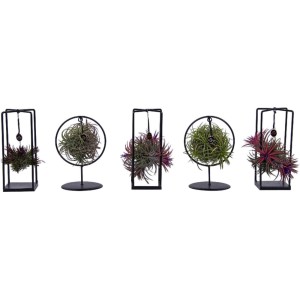 Verschiedene Tillandsien-Arrangements im Metallgefäß, Topf ca. 7 cm. Luftpflanzen im Deko-Gestell.
