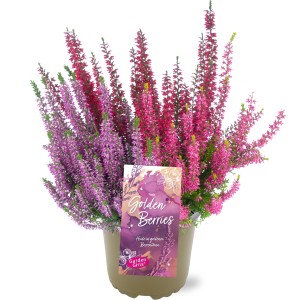 Knospenheide GG "Golden Berries" Trio Topf-Ø ca. 11 cm Calluna vulgaris