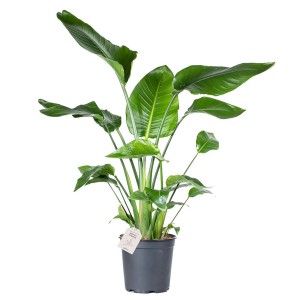 Baumstrelitzie (Strelitzia nicolai), ca. 95cm hoch im Topf, große grüne Blätter, Kübelpflanze.