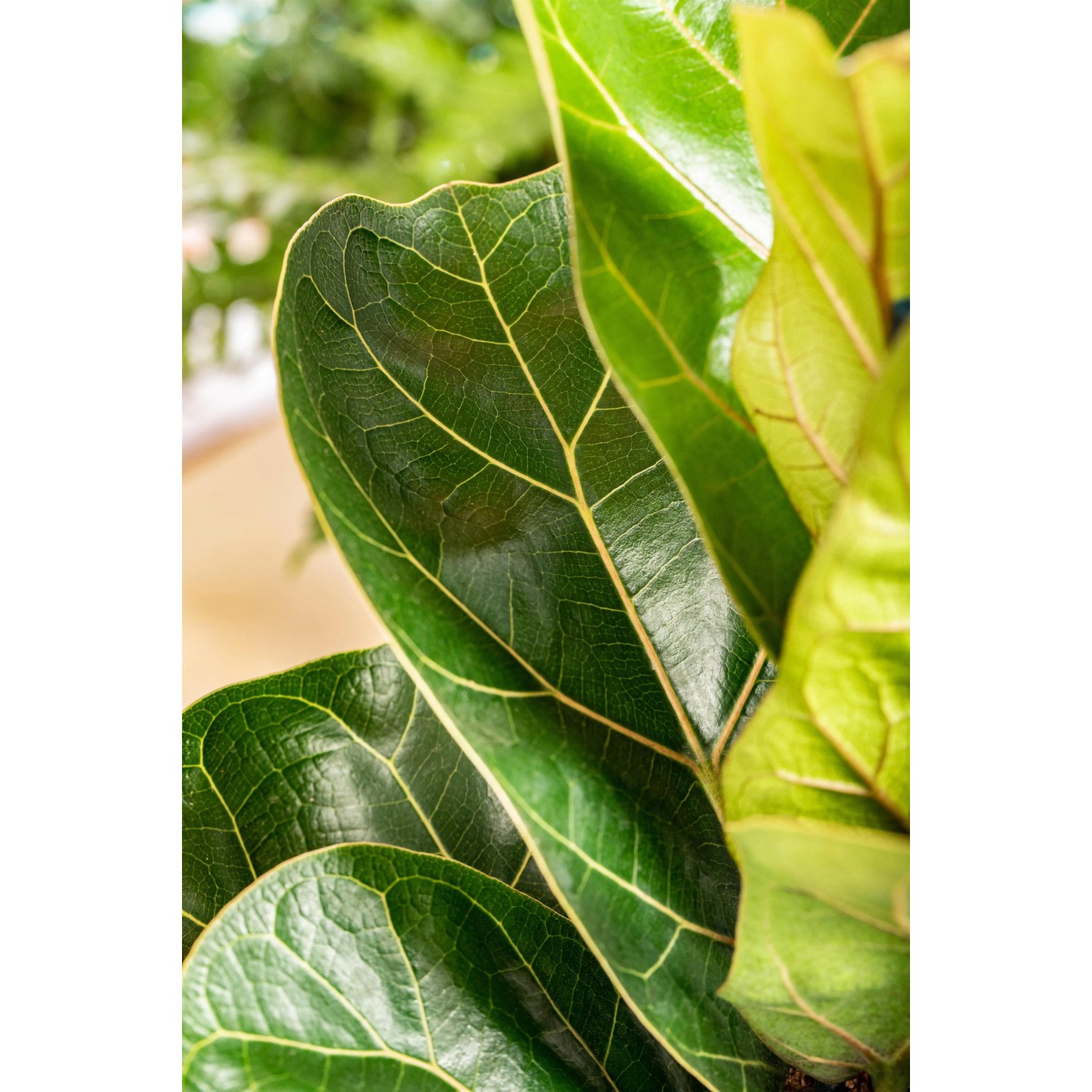 GROW by OBI Geigenfeige Bambino Hhe ca. 35 cm Topf  ca. 12 cm Ficus  Lyrata kaufen bei OBI