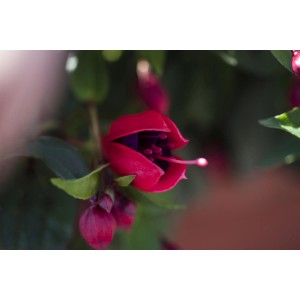 Nahaufnahme einer pink-violetten Fuchsie (Fuchsia Hybriden) im Topf. Blühende Kübelpflanze.