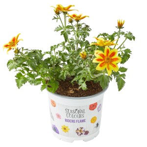 Goldmarie Bidens flame im Topf, gelb-rote Blüten, ca. 10,5 cm Ø. Dekorative Staude für Balkon und Garten.