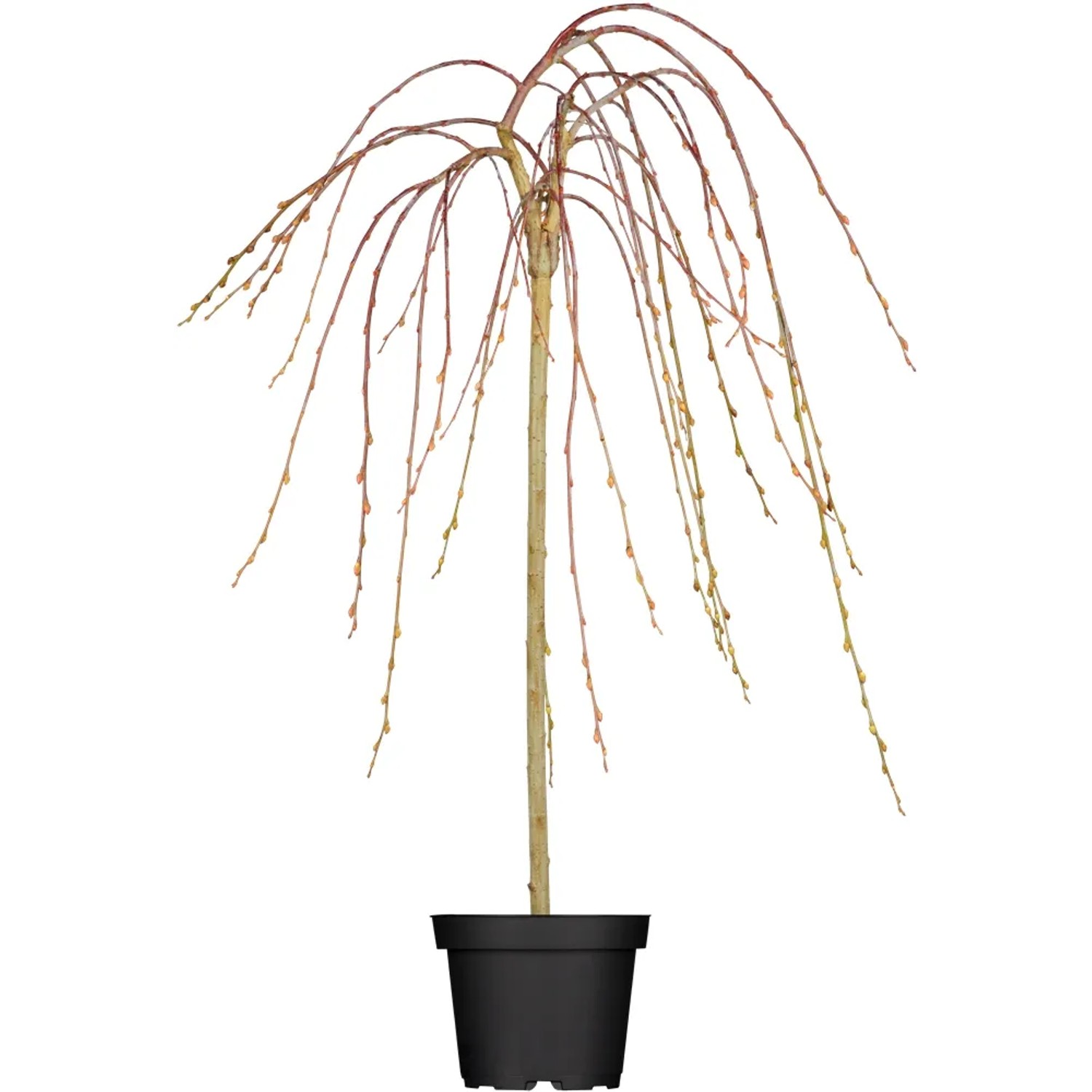 Hängende Kätzchenweide Pendula Gelb im Topf, ca. 50-60 cm hoch. Zierstrauch mit hängenden Ästen.