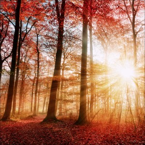 Leinwandbild Mystic Forest: Wald im Herbst mit rötlichen Blättern und Sonnenstrahlen.