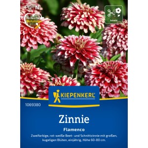 Kiepenkerl Zinnie Flamenco Saatgut: Rot-weiße Zinnienblüten im Detail.
