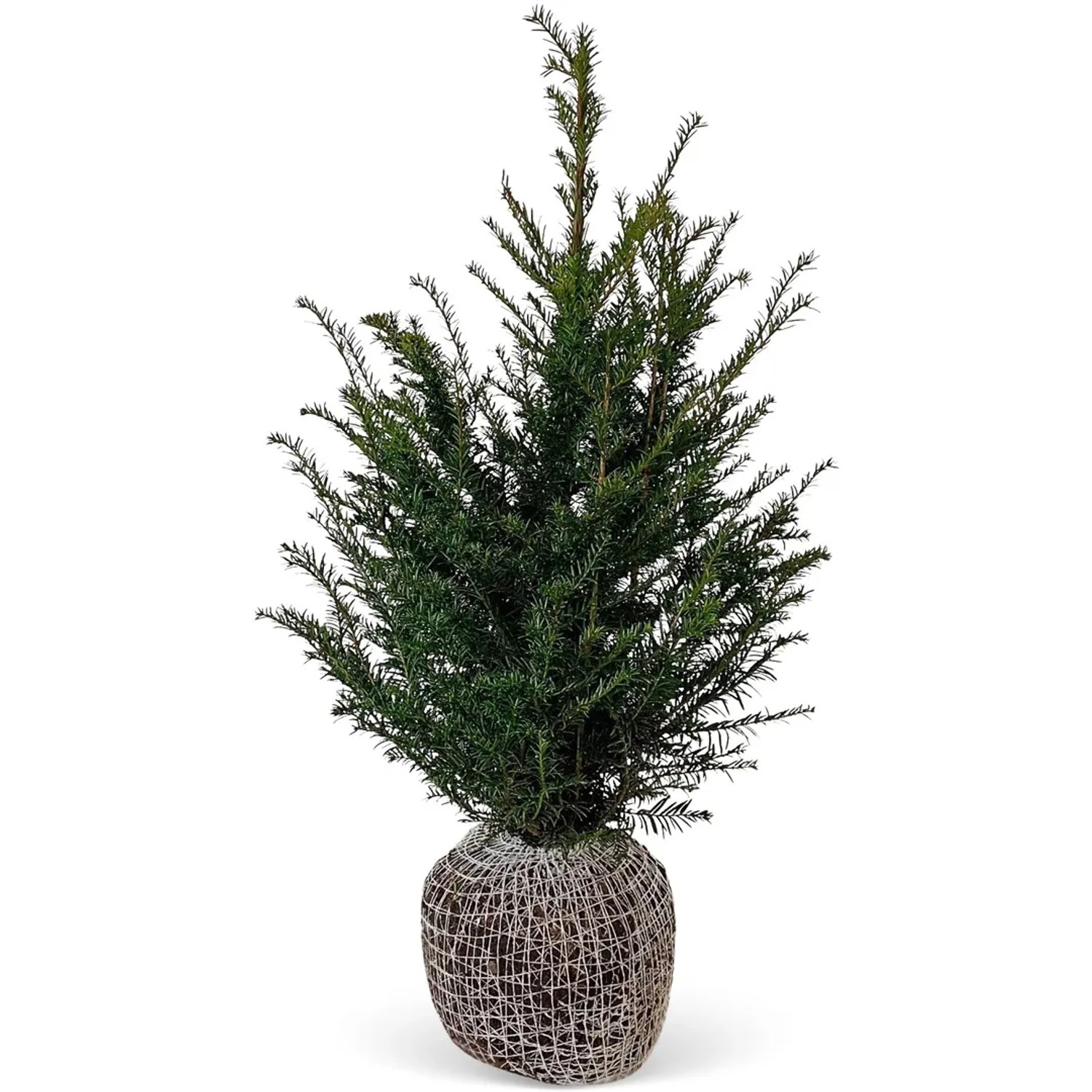 Eibe Set  45 Stck Hhe ca. 80 - 100 cm Ballenware Taxus baccata kaufen  bei OBI