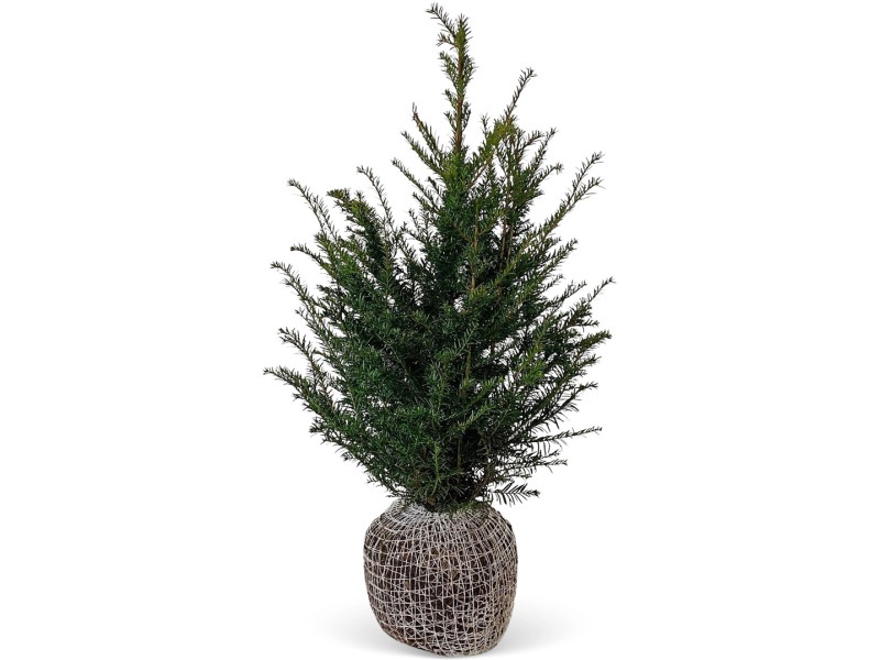 Eibe Set à 40 Stück Höhe ca. 80 100 cm Ballenware Taxus baccata