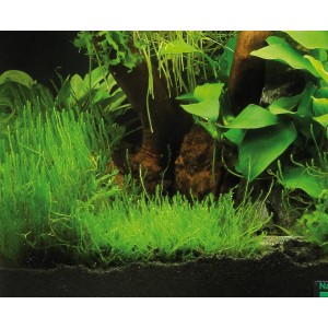 Dennerle Triangelmoos: Aquariumpflanze, ideal für den Vordergrund. Dekorative Moos-Portion für Ihr Aquarium.