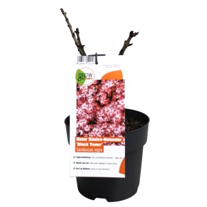 Junger, rotlaubiger Säulenholunder 'Black Tower' im Topf. Ideal für Garten und Terrasse.