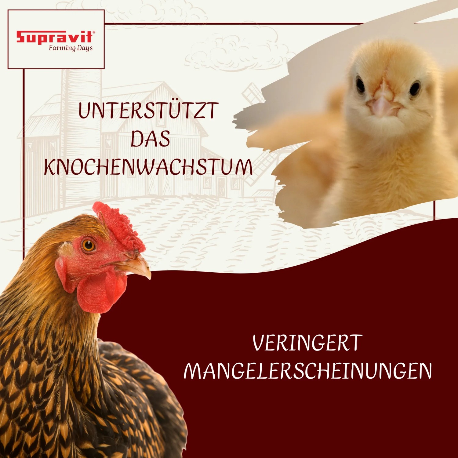 Braunes Huhn und gelbes Küken. Supravit Kalkgrit Ergänzungsfutter für Hühner unterstützt Knochenwachstum und Eierschalen.