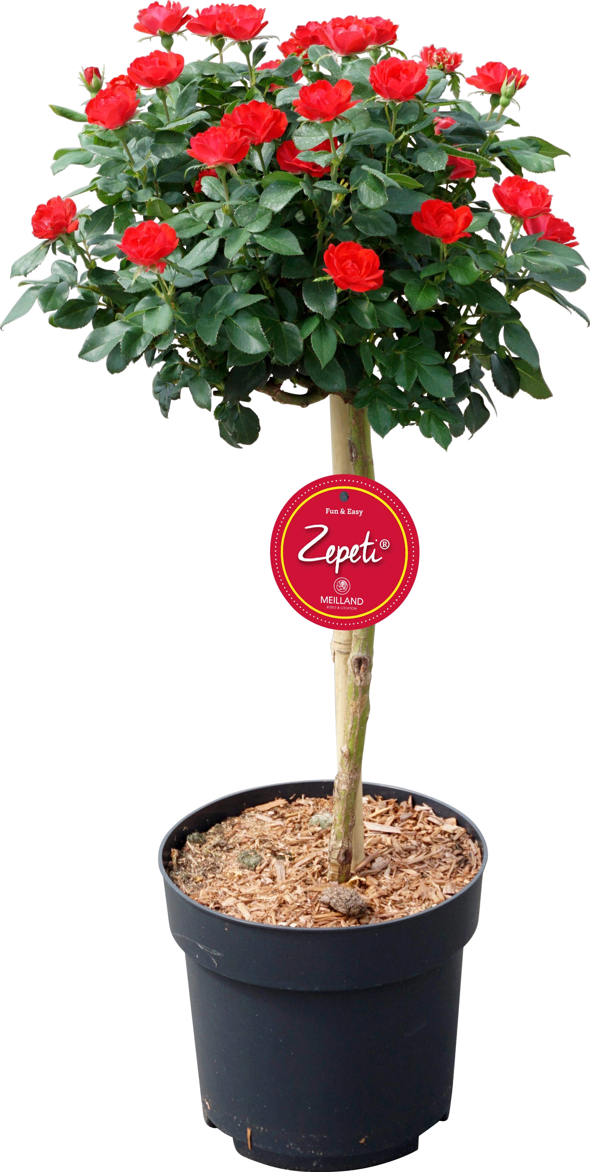 Rose ZepetiStämmchen Höhe ca. 40 60 cm Topf ca. 6 l kaufen bei OBI
