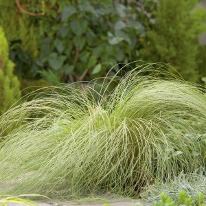 Neuseeland-Segge Frosted Curls im Topf, weißgraue Blätter mit leicht eingedrehten Spitzen.