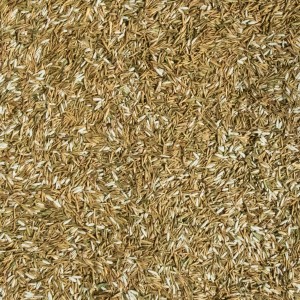 Nahaufnahme von Westland Rasensamen Smart Green, einer Rasensamen-Mischung mit Dünger.