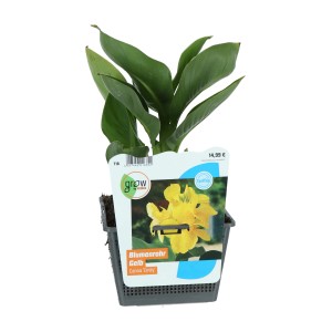 Indisches Blumenrohr Gelb im Topf, grüne Blätter. Canna als Teichpflanze oder für den Balkon.