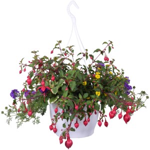 Beetpflanzen-Trio Ampel mit Fuchsie, Husarenköpfchen und Eisenkraut im Topf, hängend.