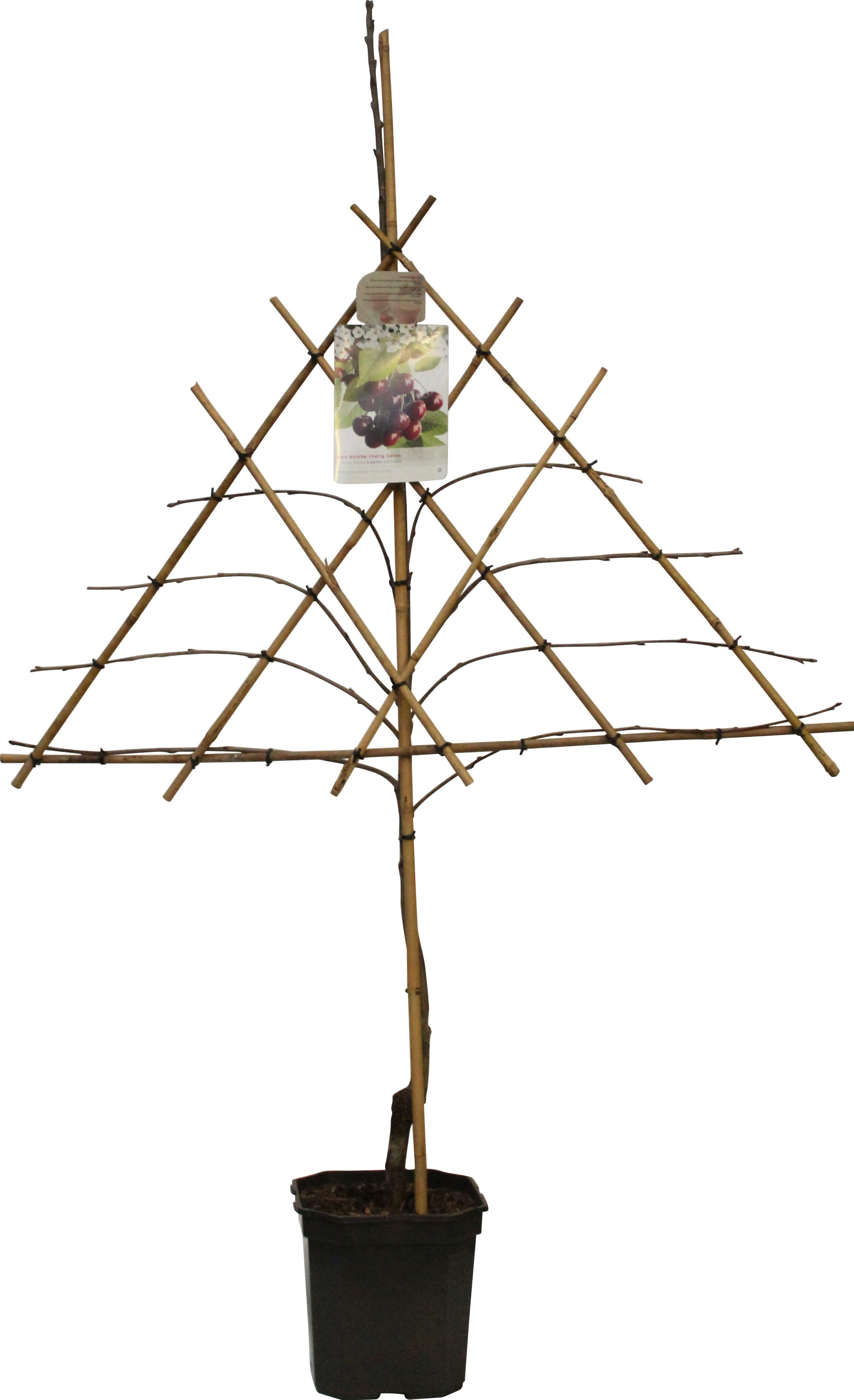GROW by OBI Kirsche am Spalier Höhe ca. 160 180 cm Topf ca. 7,5 l