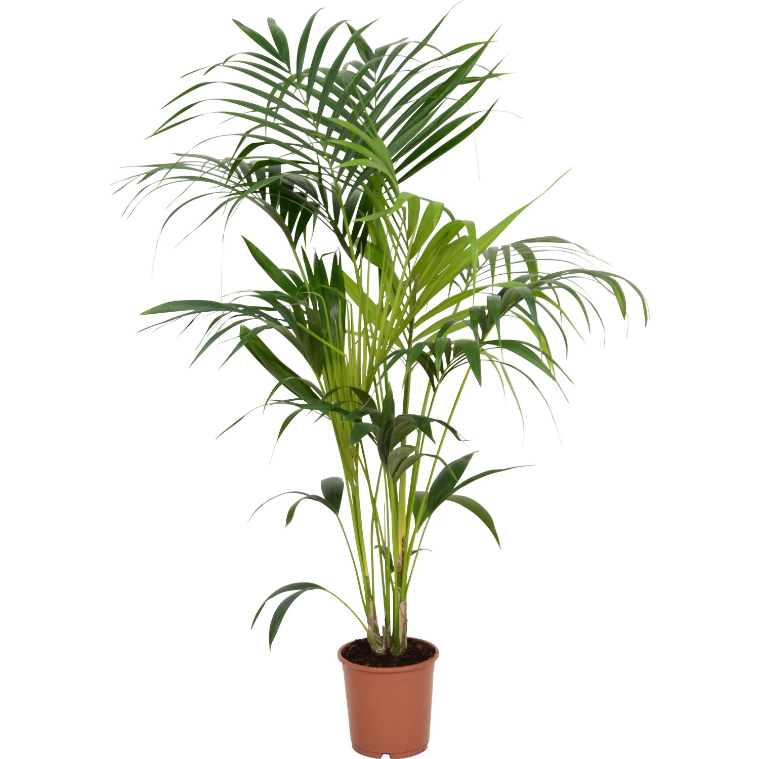 monstera adansonii vs monkey leaf Monstera adansonii - Philodendron Monkey Mask Houseplants | Hortology