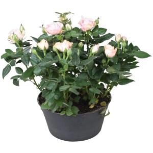 Rosa Schale 'Favourite' mit zartrosa Blüten im Topf, ca. 30-50 cm hoch.