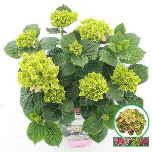 Bauernhortensie "Magical Jewel" Höhe ca. 35 cm Topf-Ø ca. 20 cm Rosa