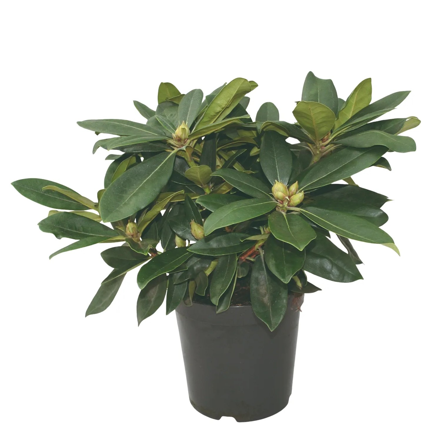 Rhododendren Wei kaufen bei OBI
