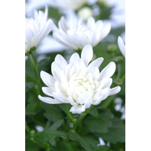 Nahaufnahme einer weißen Chrysanthemen-Schale (Chrysanthemum) im Topf.