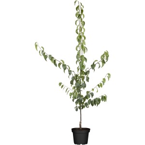 GROW by OBI Bio Nashi-Birne "Kumoi" Braun Höhe ca. 120-140 cm Topf ca. 7 l