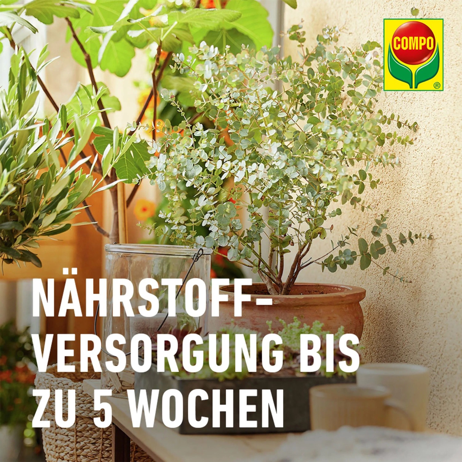 Compo Bio Zitruspflanzenerde Torffrei 10 l_3