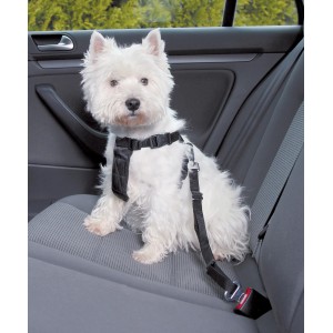 Weißer Hund sitzt gesichert mit Jollypaw Auto-Geschirr auf dem Rücksitz.