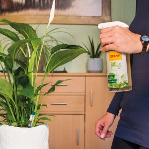 Anwendung von Seramis Bio-Vitalspray auf Pflanze. Pflanzenspray in Sprühflasche.