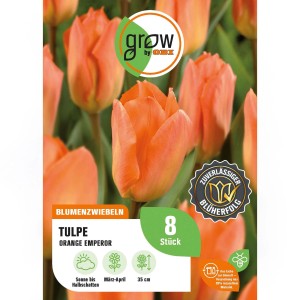8er Packung GROW by OBI Tulpe Orange Emperor (Tulipa fosteriana) mit leuchtend orangefarbenen Blüten.