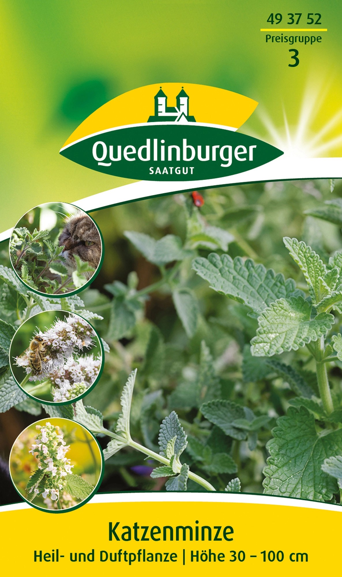 Quedlinburger Katzenminze kaufen bei OBI