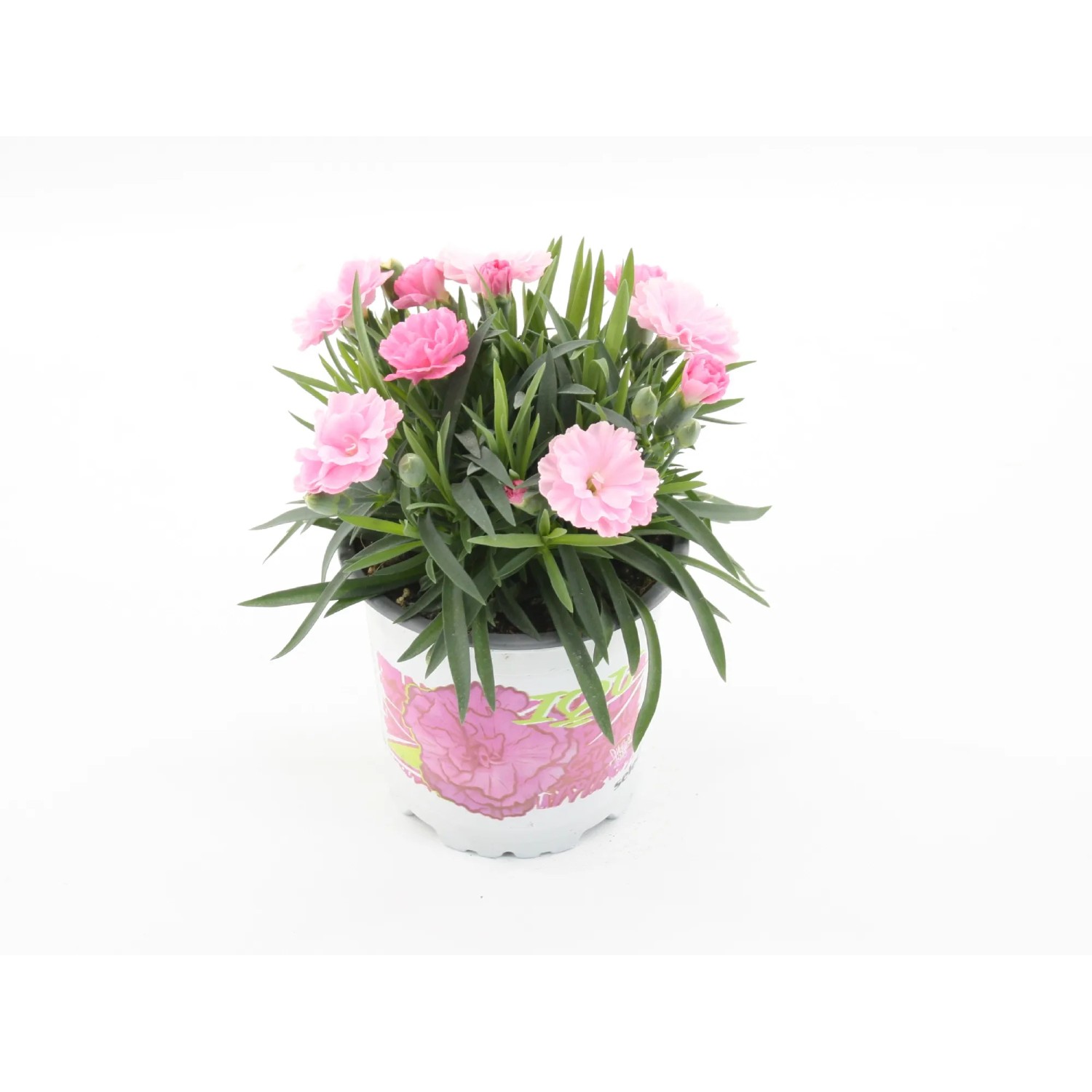 GROW by OBI Garten-Nelke "Pink Kisses Peach Party" Topf- ca. 14 cm kaufen  bei OBI