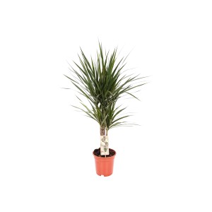 Drachenbaum (Dracaena marginata), ca. 60 cm hoch, im Topf. Blattschmuckpflanze für Innenräume.