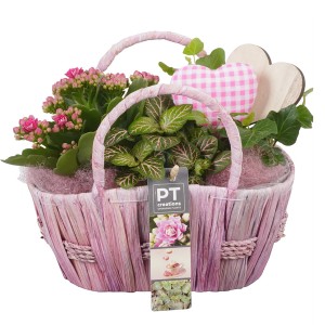 Zimmerpflanzen-Arrangement im rosa Korb mit Kalanchoe, Fittonie und Efeu, dekoriert mit Herzen.