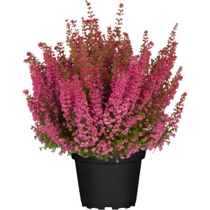 Erika Beauty Queens im Topf, ca. 17cm, mit pinken Blüten. Herbstliche Kübelpflanze.